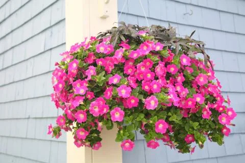 Petunia basket Stock Photos
