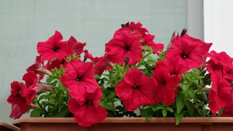 Petunia bright red flowers on window sill Stock Footage 245619215