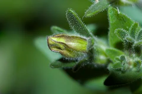 Petunia bud Stock Photos