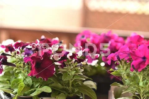 Petunia, colorful petunia flower. Floral pattern. Spring and summer flowers p Stock Photos