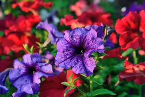 Petunia. Floral background Stock Photos