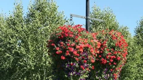 Petunia Flower Baskets Stock Footage 10574106