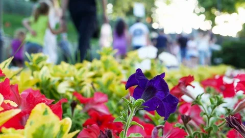 Petunia in flower bed Stock Footage