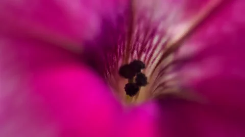 Petunia Flower. Close-Up. Macro. Vídeos de archivo 49699759