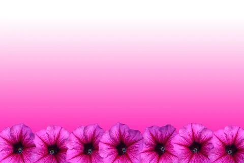 Petunia flower frame Foto stock