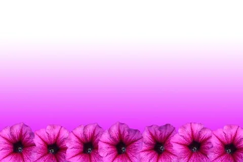 Petunia flower frame Stock Photos