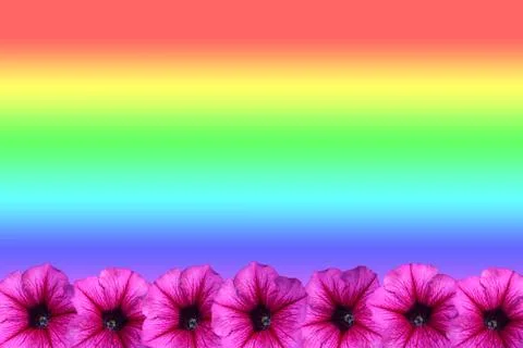 Petunia flower frame Stock Photos
