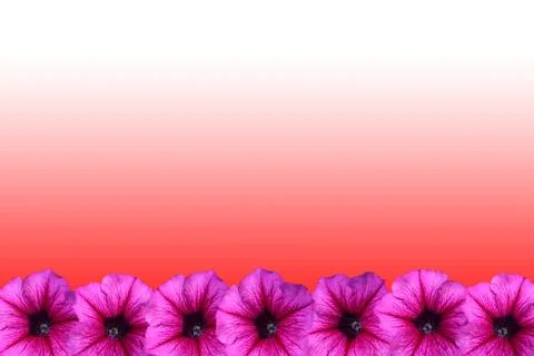 Petunia flower frame Stock Photos
