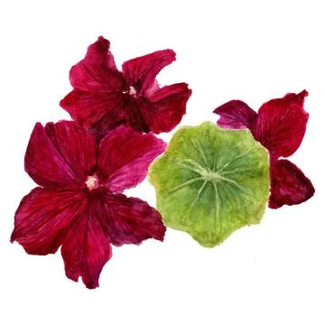 Petunia flower Stock Illustration