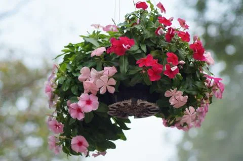 Petunia flower Stock Photos