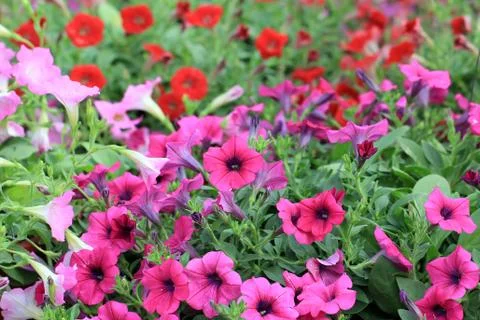 Petunia flower Stock Photos