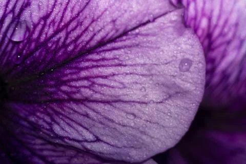 Petunia Flower Stock Photos