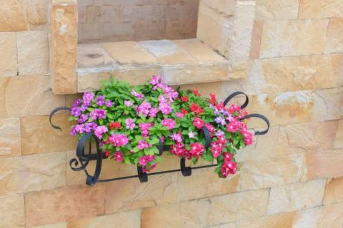 Petunia flower Stock Photos