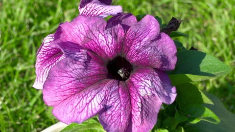 Petunia flower pot Stock Footage 147381183