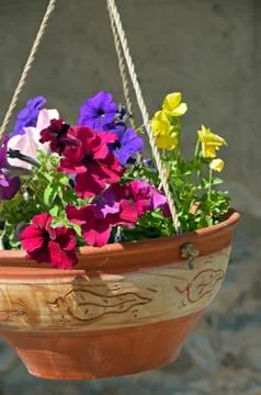 Petunia flowerpot Foto stock