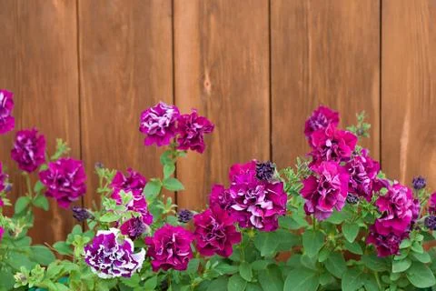 Petunia flowers on a background of natural wood Stock Photos