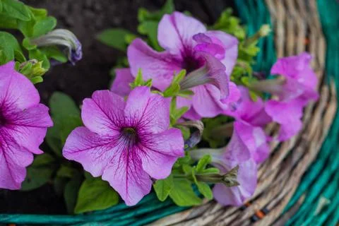 Petunia flowers in the backyard Stock Photos