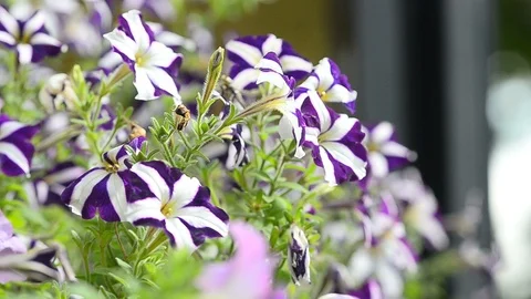Petunia flowers closeup Stock Footage 89744806