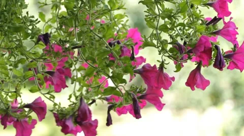 Petunia flowers Stock Footage 8555922