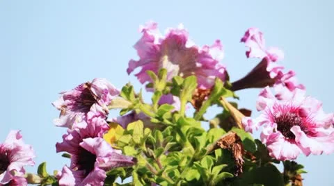 Petunia flowers 库存影片 10793285