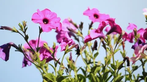 Petunia flowers Vidéo 10793289