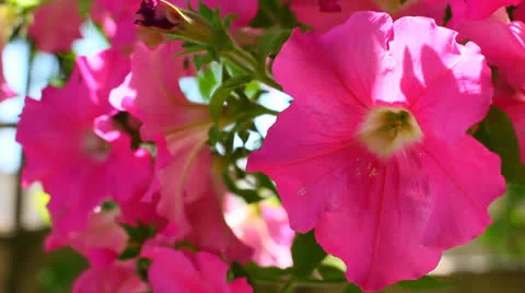 Petunia flowers Stock Footage 24950374