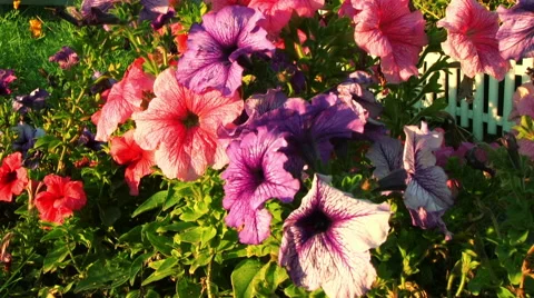 Petunia Flowers Видео 58314440