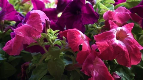 Petunia flowers Stock Footage 78039370