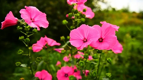 Petunia flowers Stock Footage 137435827