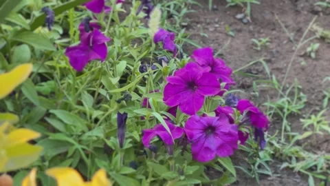 Petunia flowers in the garden Stock Footage 307277009