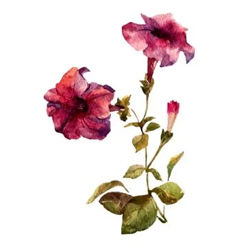 Petunia flowers Stock Illustration