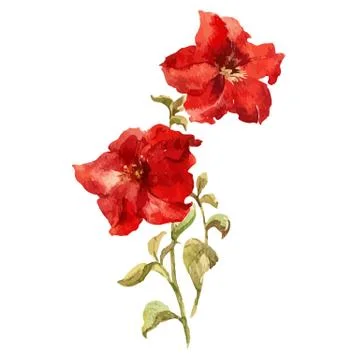 Petunia flowers Stock Illustration