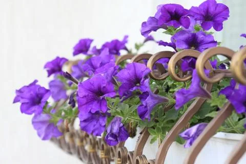 Petunia flowers Stock Photos