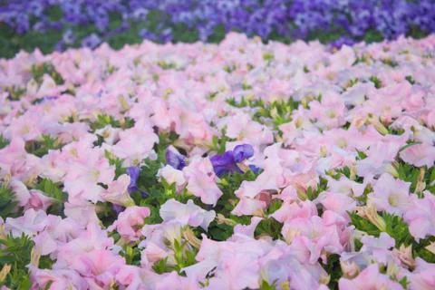 Petunia flowers Stock Photos