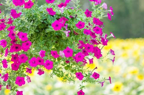 Petunia flowers Stock Photos