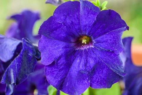 PETUNIA FLOWERS Stock Photos