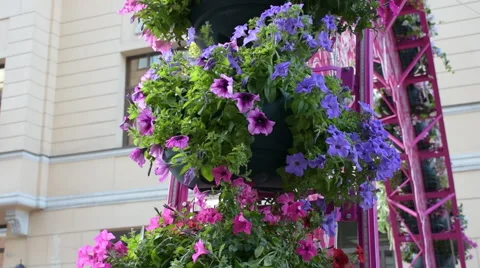 Petunia flowers in a pot. Stock Footage 64024603