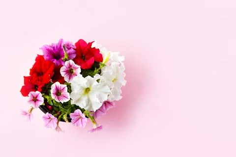 Petunia flowers on the table Stock Photos