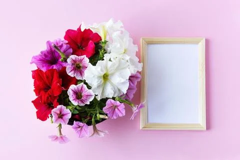 Petunia flowers on the table Stock Photos