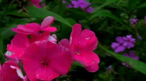 Petunia Vídeo Stock 10853979