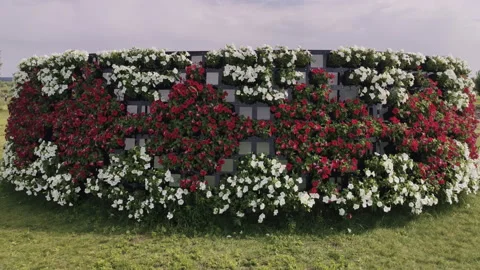 Petunia in the garden on a flower meadow Stock Footage 134203853