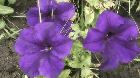Petunia,in the garden Stock Footage 11317672