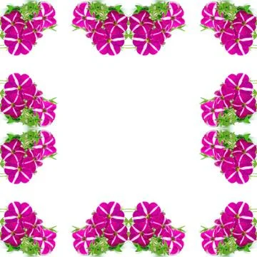 Petunia Illustrazione stock