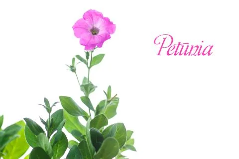 Petunia Illustrazione stock