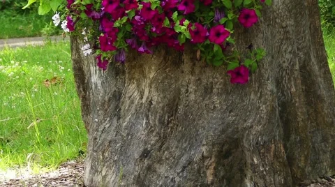 Petunia integrifolia Stock Footage 68508256