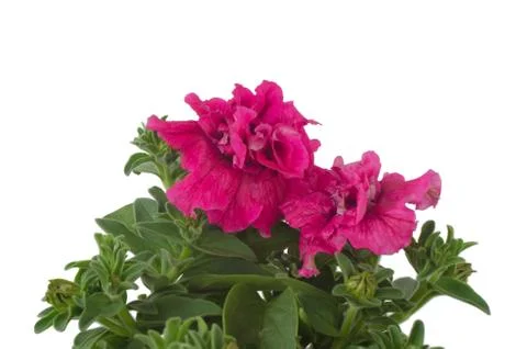 Petunia isolated on white background Stock Photos