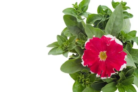 Petunia isolated on white background Stock Photos