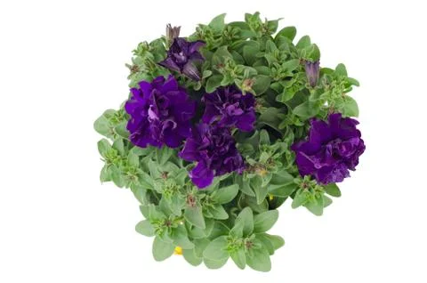 Petunia isolated on white background Stock Photos