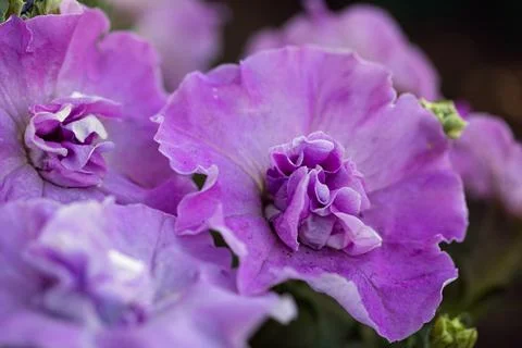 Petunia multi-flowered terry flower close up view Stock Photos
