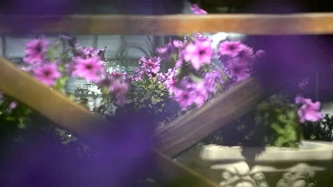 Petunia in the park in summer Stock Footage 221274627